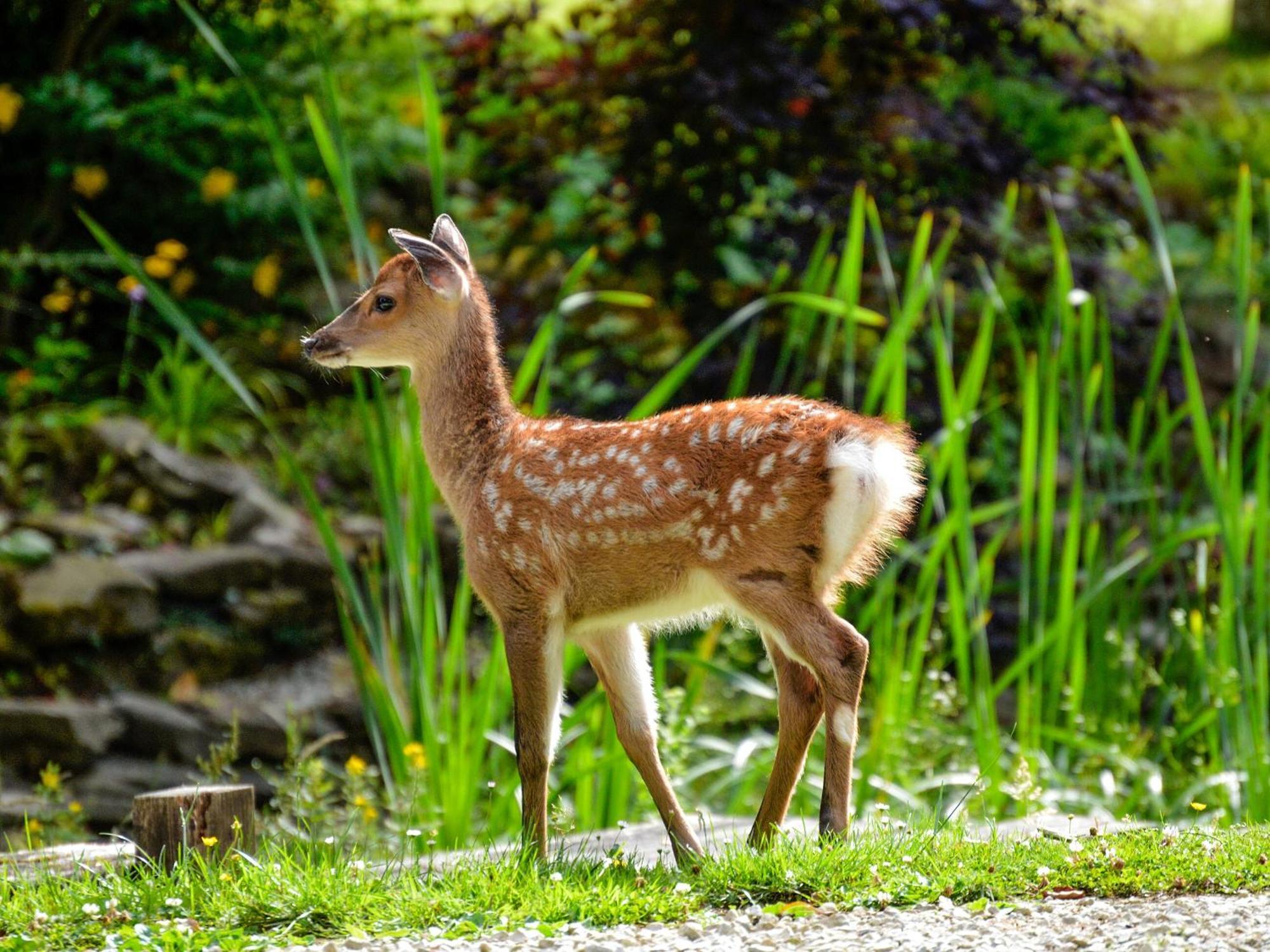 Deer Cottage 1 Uk39330 Biddenden Exterior foto